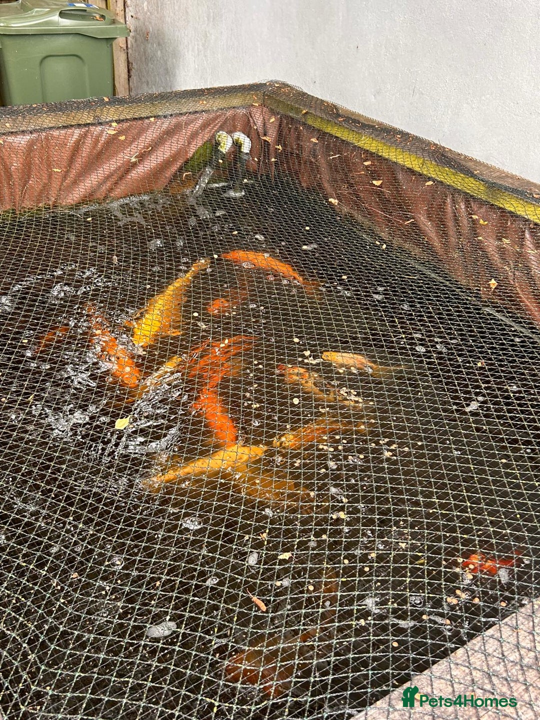 Koi Carp fish for sale: Koi Fish for  - Image 3