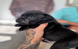 Staffordshire Bull Terrier dogs for sale: Quality Black to blue Staffordshire bull terrier - Image 11