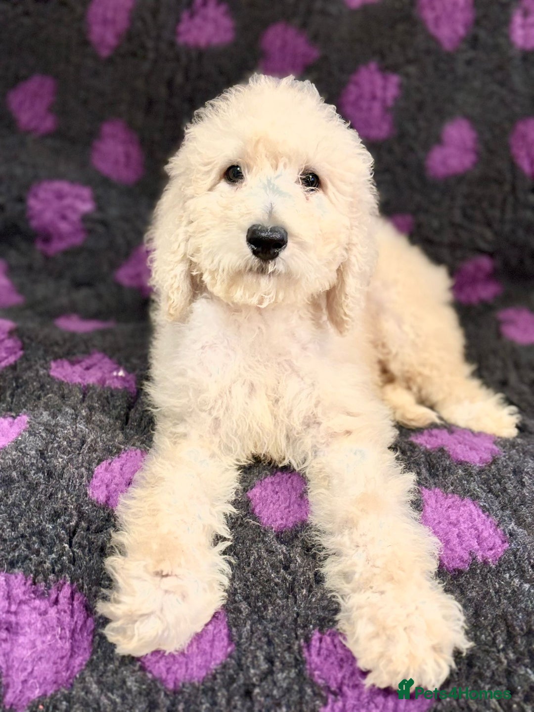 Bernedoodle dogs for sale: Bernedoodle standard F1b pups fluffy teddy bears - Advert 20