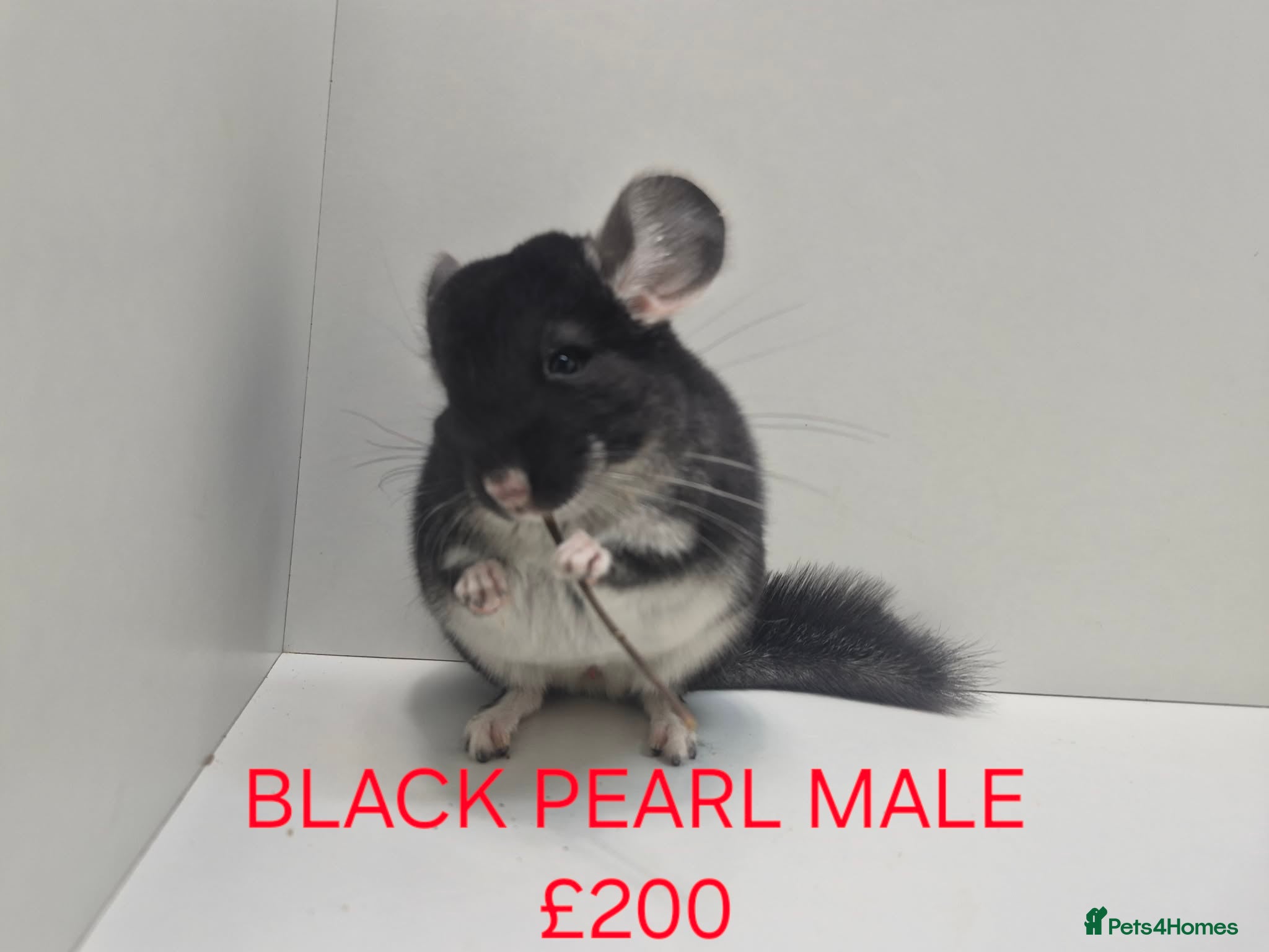 Chinchilla rodents STUNNING BABIES CHINCHILLA MIX COLOURS AND GENDER  - Advert 1