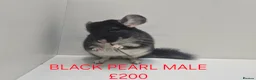 Chinchilla rodents for sale: STUNNING BABIES CHINCHILLA MIX COLOURS AND GENDER  in Sutton-in-Ashfield - Advert 5