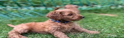Cockapoo dogs for sale: Cockapoo Puppies- only 1 remaining - ready now  - Advert 33