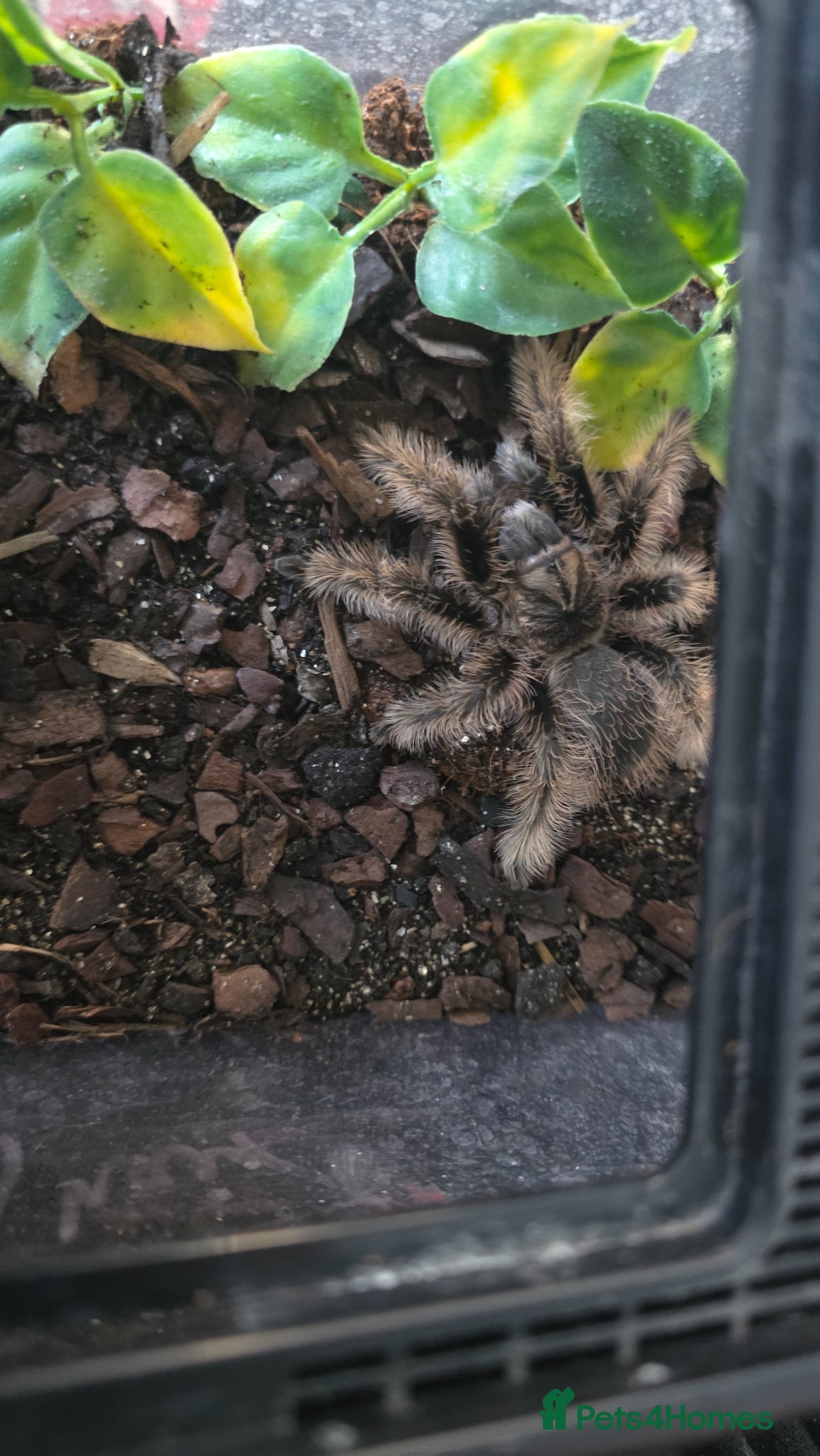 Tarantulas invertebrates Curly Hair Tarantula  - Advert 3