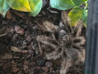 Tarantulas invertebrates Curly Hair Tarantula - Advert 4