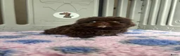 Shih Tzu dogs for sale: 💕Stunning Chocolate Shih Tzu💕 - Advert 17