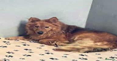 Mixed Breed dogs - Advert 4