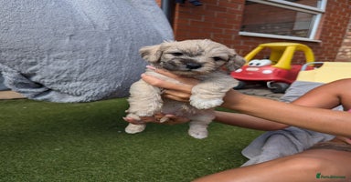 Mixed Breed dogs - Advert 4