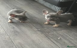 French Bulldog dogs for sale: French Bulldog Fur Babies  - Image 14