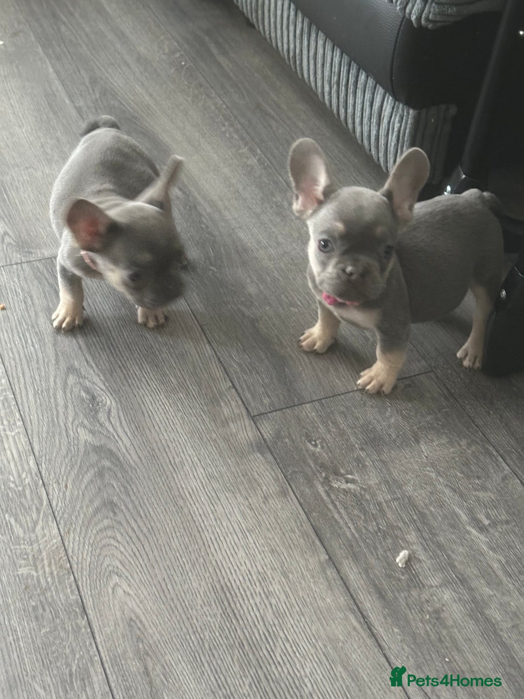French Bulldog dogs for sale: French Bulldog Fur Babies  - Image 14