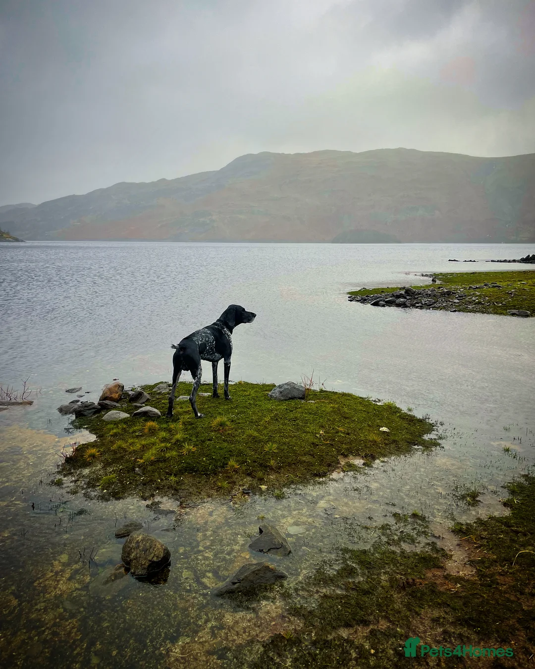 German Shorthaired Pointer dogs for stud: Pedigree GSP for stud - Advert 10