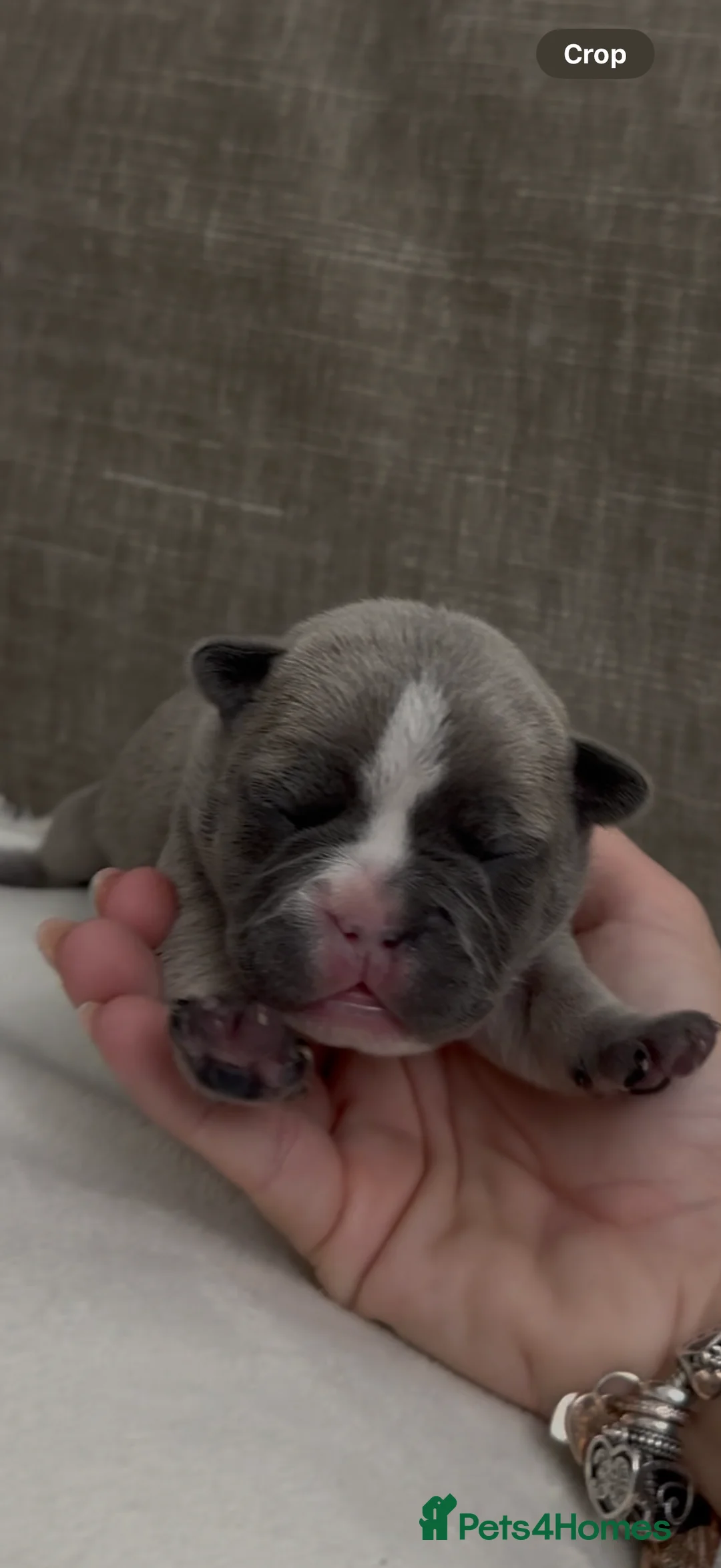 French Bulldog dogs for sale: French bull dog puppies ONLY 2 MALES LEFT - Advert 10