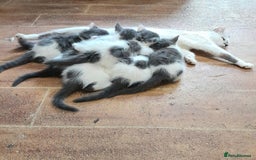 Siamese cats for sale: Bi colour blue and white kittens - Image 5
