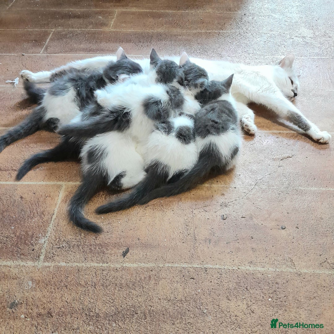 Siamese cats for sale: Bi colour blue and white kittens - Image 5
