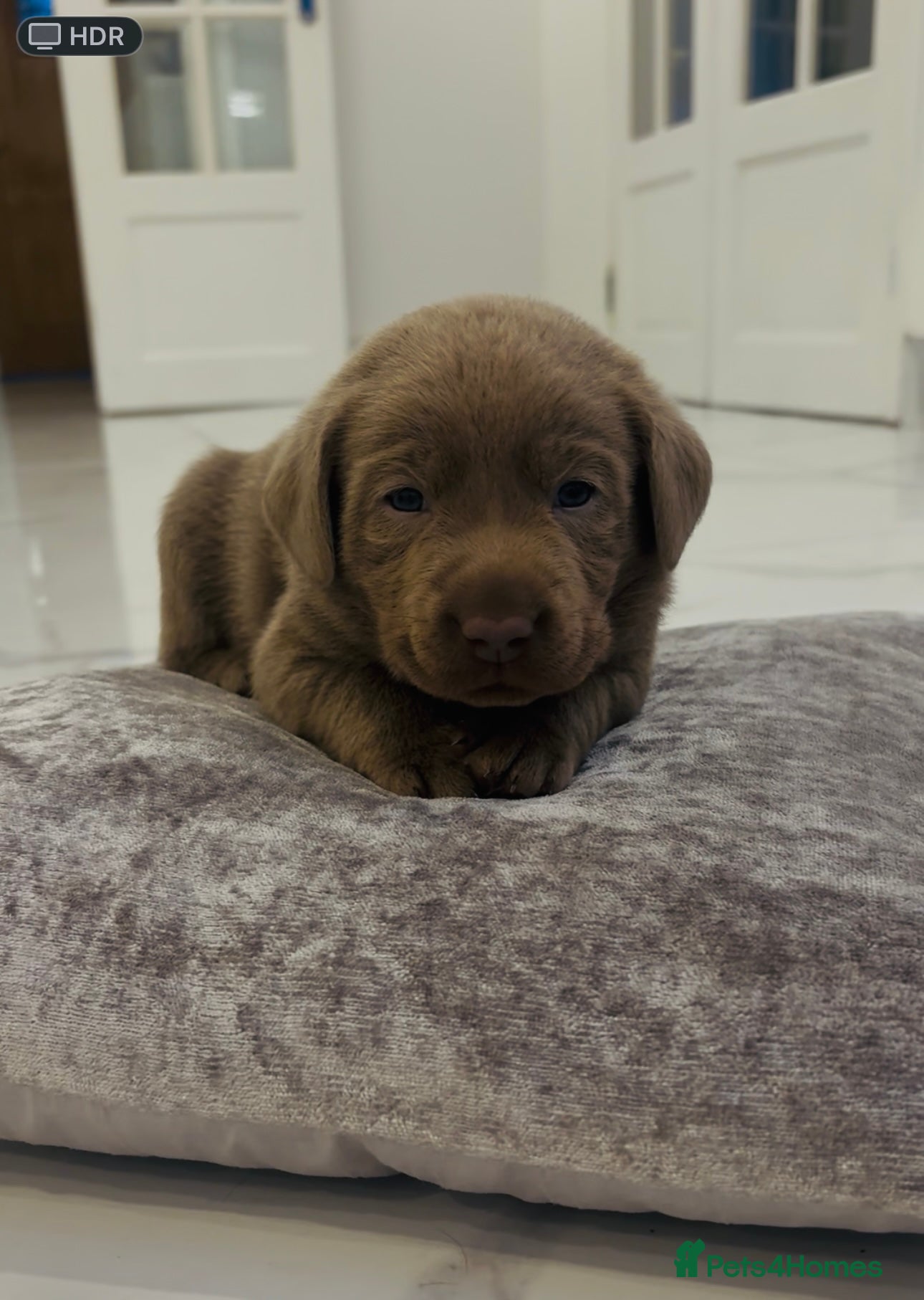 Labrador Retriever dogs KC REG top quality chunky silver Labrador puppies  - Advert 18