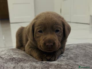 Labrador Retriever dogs KC REG top quality chunky silver Labrador puppies - Advert 18