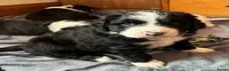 Bernedoodle dogs for sale: Beautiful Bernedoodles in Darvel - Advert 6