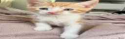 Domestic Shorthair cats for sale: 🐾 Two Little Beauties - Advert 1