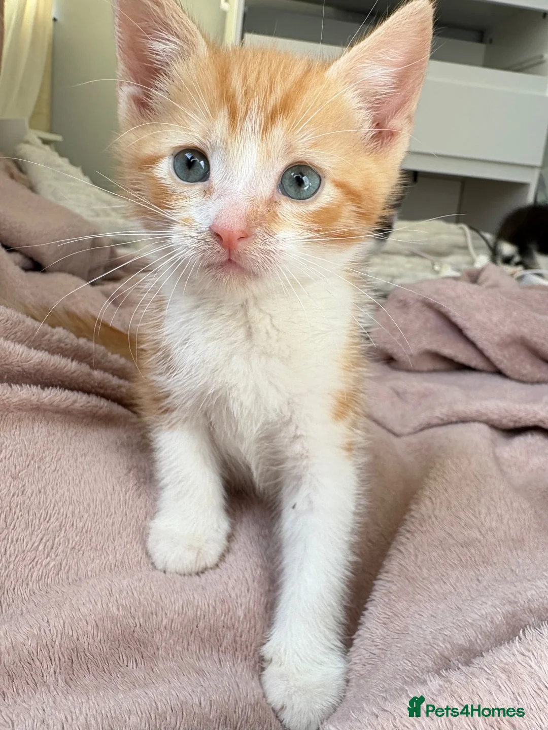 Domestic Shorthair cats for sale: 🐾 Two Little Beauties - Advert 1