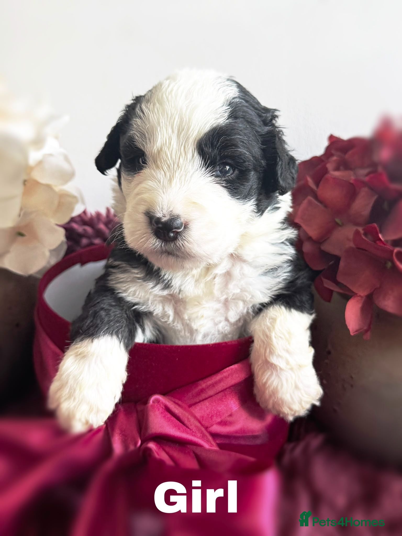 Mixed Breed dogs  old english sheepdog x bernese mountain dog puppy - Advert 4