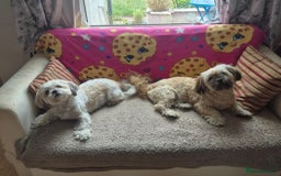 Shih Tzu dogs for sale: Shih tzu puppies - Image 2