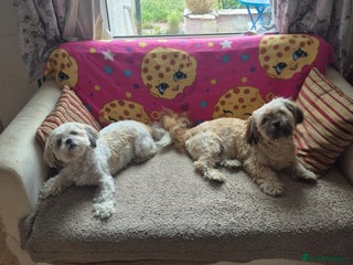 Shih Tzu dogs Shih tzu puppies - Advert 6