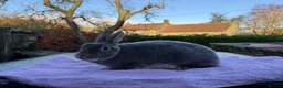 Rex rabbits for sale: Purebred Adult and Junior Mini Rex Available - Advert 2
