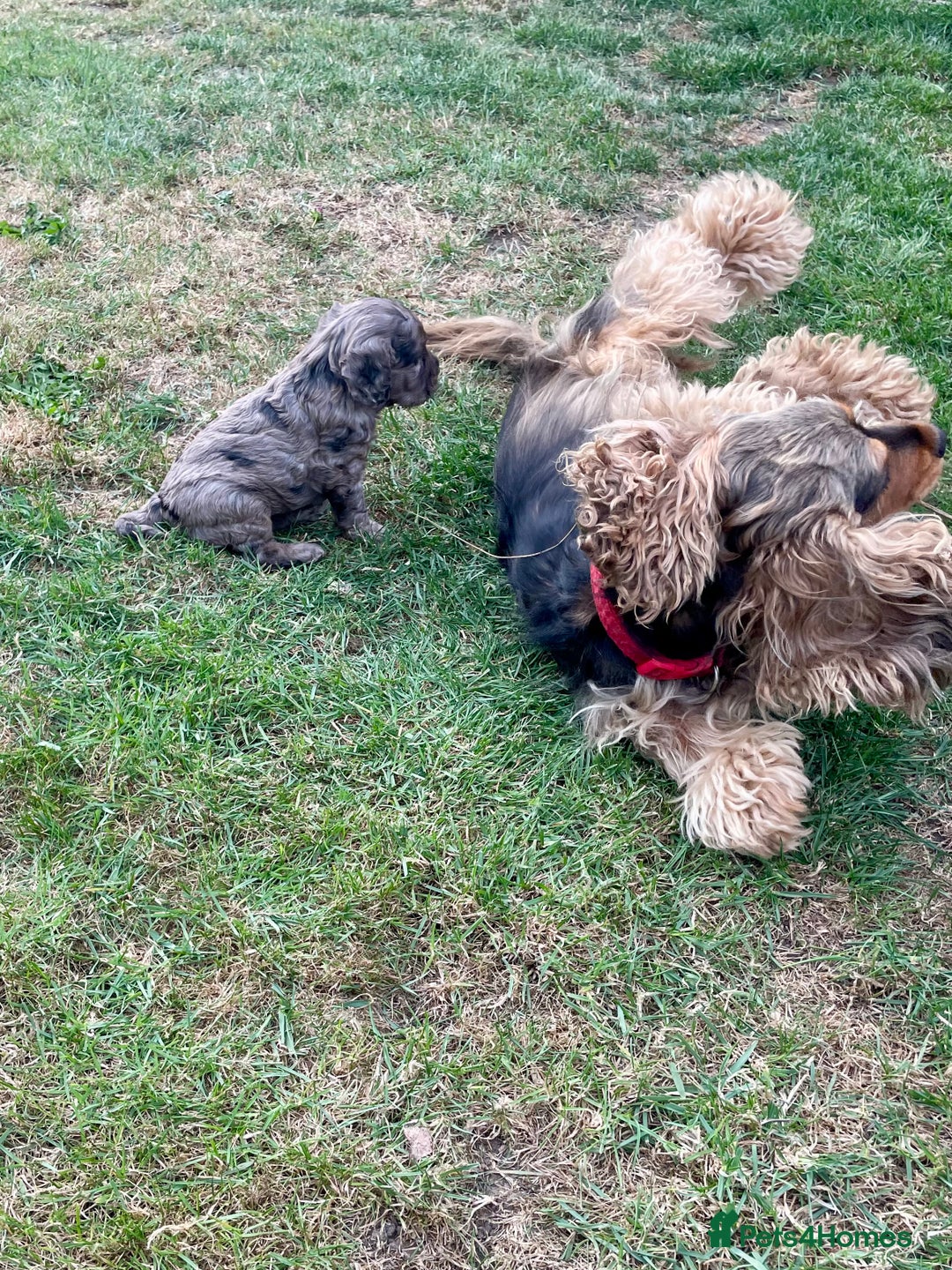 Cockapoo dogs for sale: Marble /tan cockerpoo - Image 20