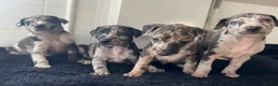 Mixed Breed dogs for sale: Whippet cross collie greyhound  - Advert 3