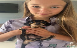 Chiweenie dogs for sale: Dolly  - Image 4
