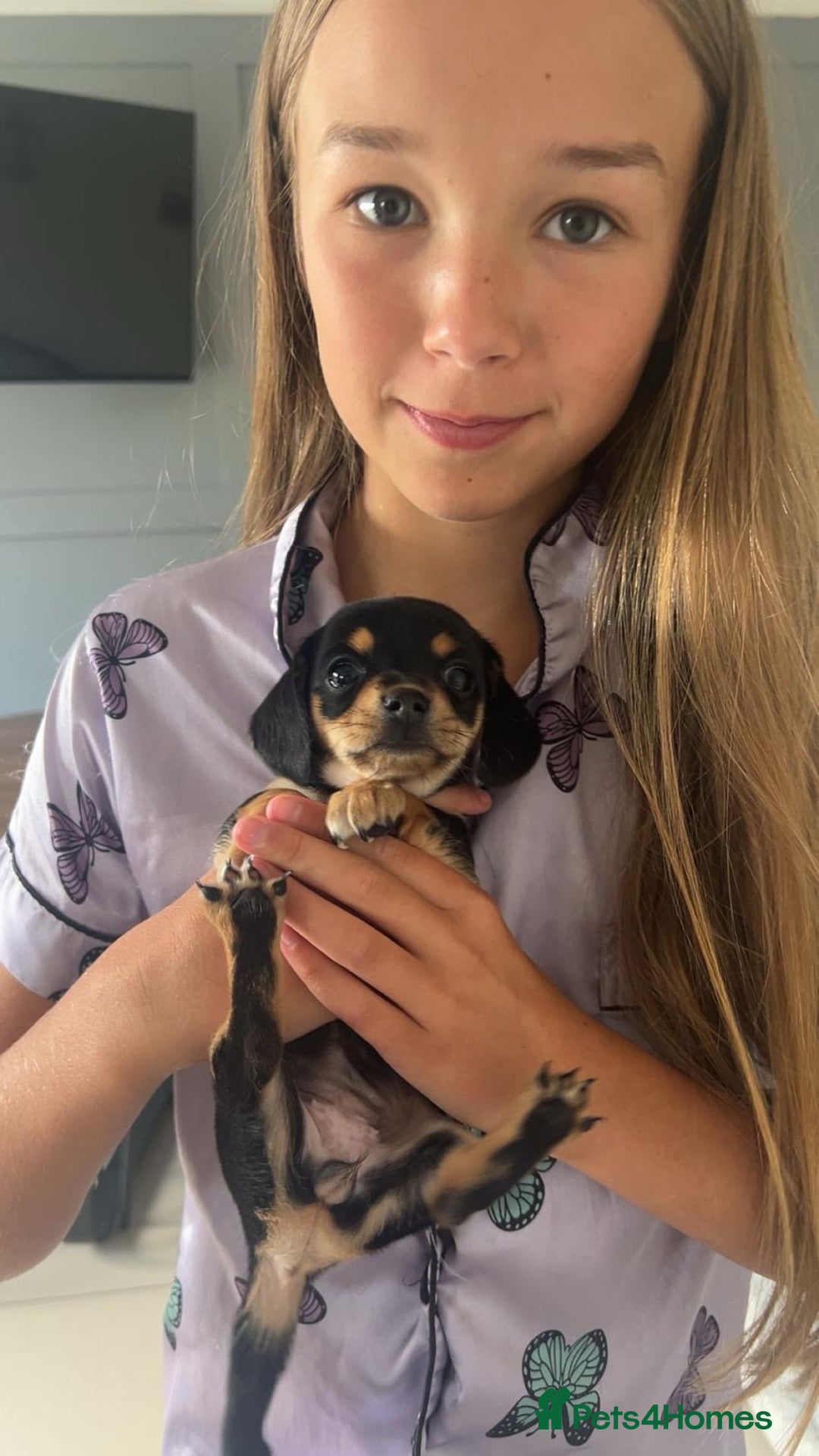 Chiweenie dogs for sale: Dolly  - Image 4