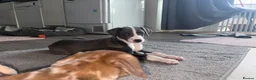 Mixed Breed dogs for sale: Collie whippet greyhound  - Advert 11