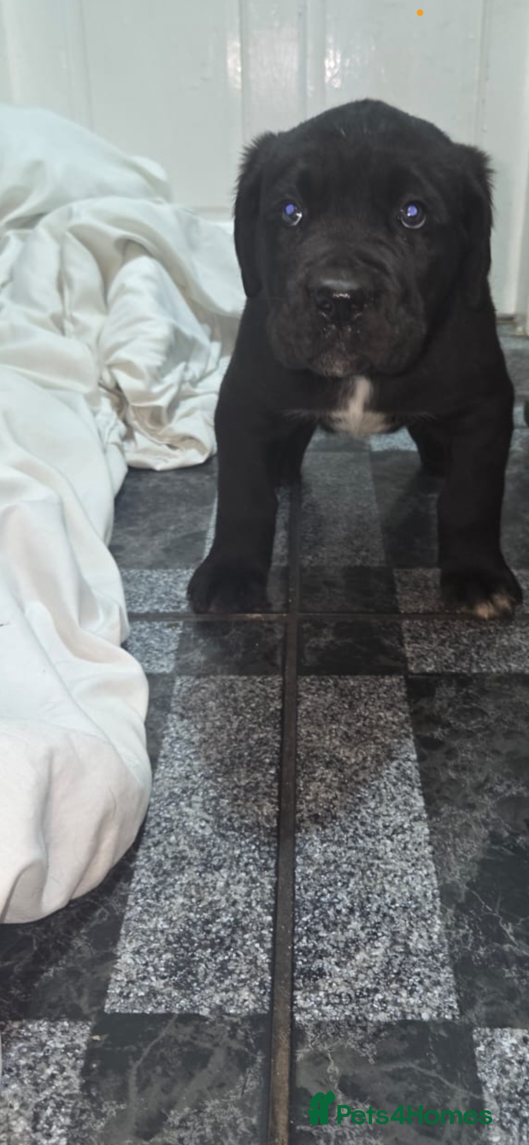 Cane Corso dogs for sale: Stunning litter of 9 - Advert 3