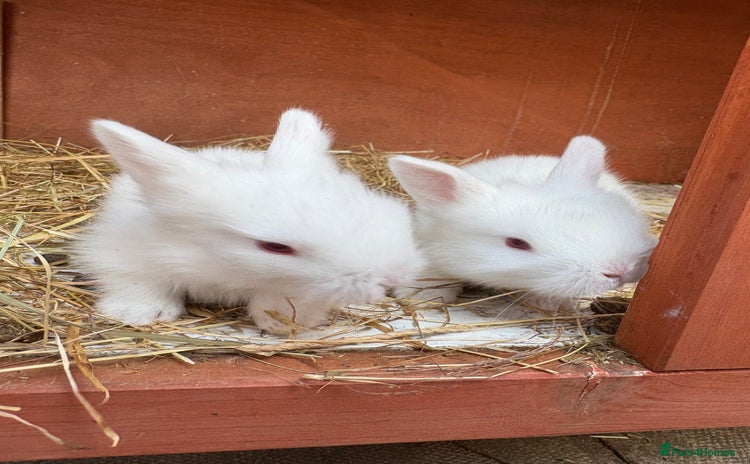 Mixed Breed rabbits - Advert 7
