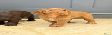 Cocker Spaniel 3
