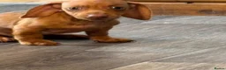 Dachshund dogs for sale: Dachshund puppies - Advert 9