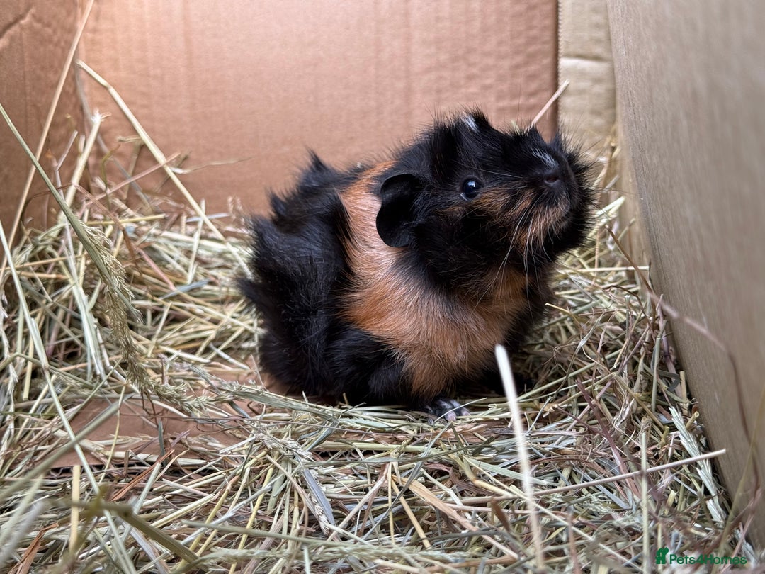 Guinea Pig rodents for sale: Abyssinian Boar Baby, black & tan band & rosettes - Image 6