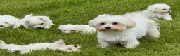 Mixed Breed dogs for sale: Beautiful litter of F1 Maltichon Puppies - Advert 15