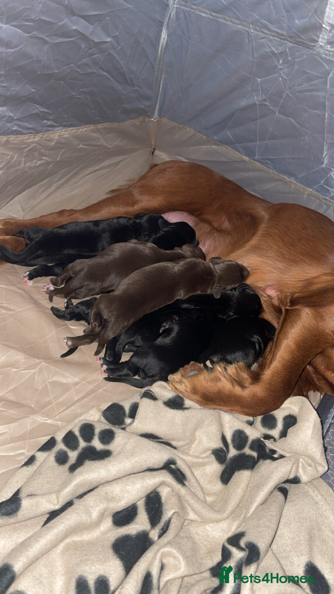 Mixed Breed dogs for sale: Border Collie Cocker puppies - Image 1