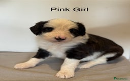 Mixed Breed dogs for sale: Stunning litter of Welsh Collie X Toy Poodle - Image 6