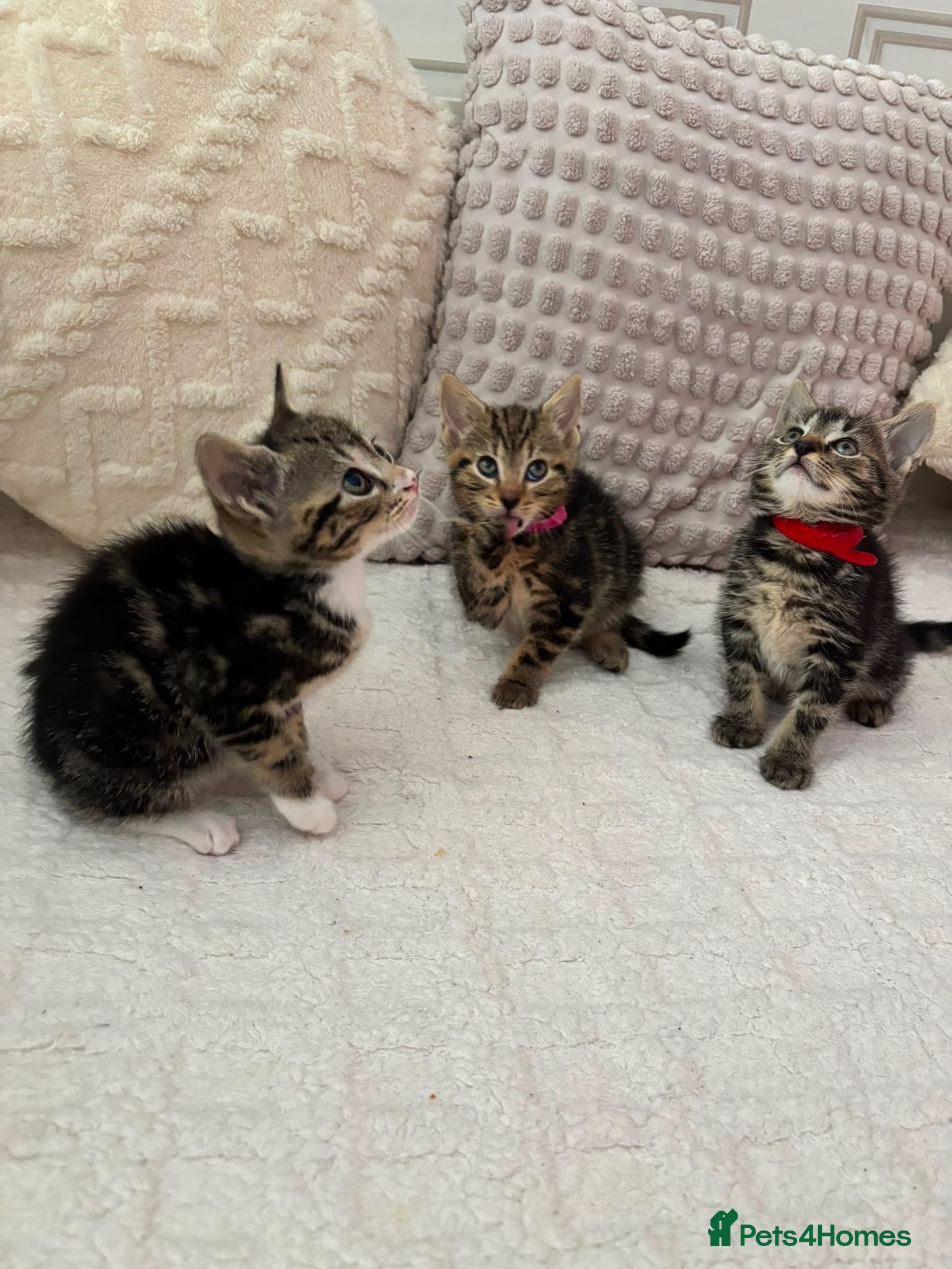 Mixed Breed cats 6 kittens 4 girls / 2 boys  - Advert 1