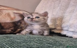 British Shorthair cats for sale: Beautiful British shorthair kittens - Image 30