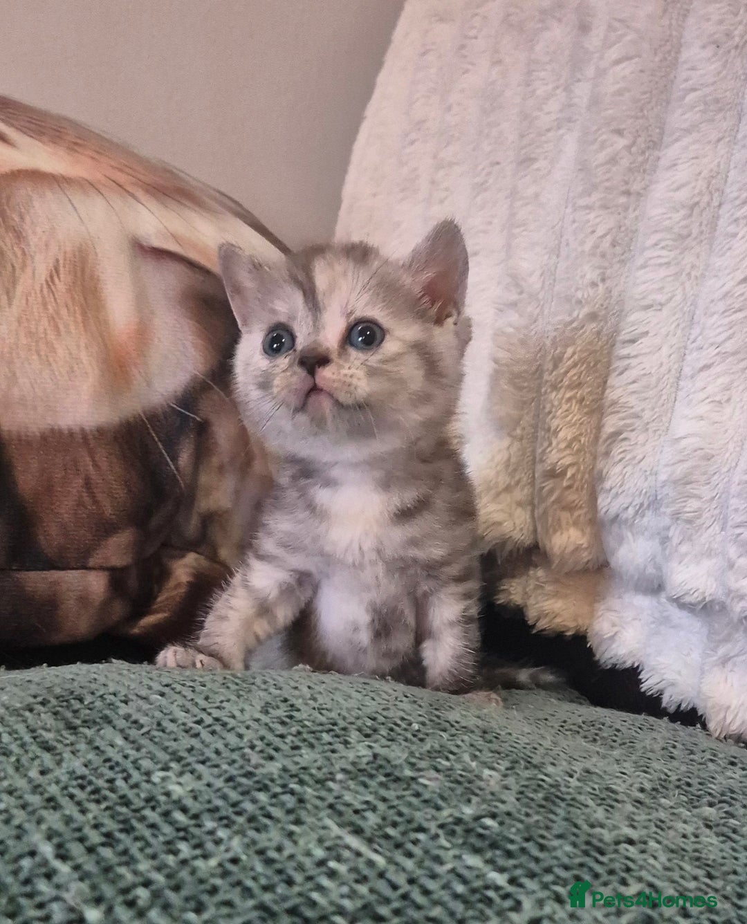 British Shorthair cats for sale: Beautiful British shorthair kittens - Image 30