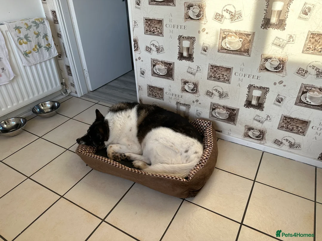 Akita dogs for sale:  Lovely 11-Year-Old Dog Looking for a Loving Home - Advert 13