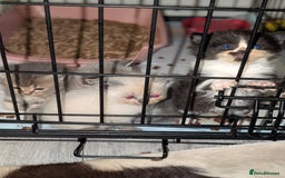 Persian cats for sale: Persian cross - Image 13