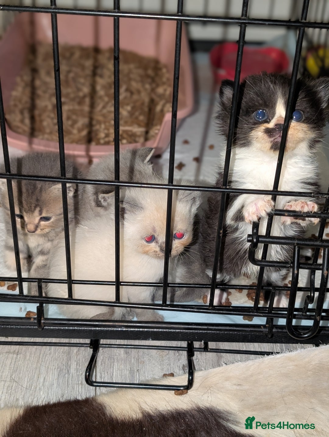 Persian cats for sale: Persian cross - Image 13