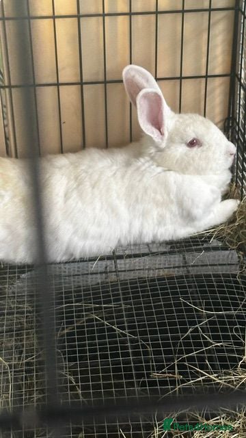 New Zealand rabbits Purebred New Zealand Rabbits Socialized & Healthy - Advert 2
