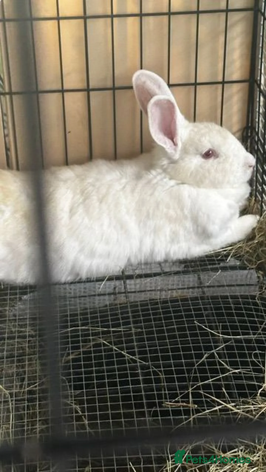 New Zealand rabbits for sale: Purebred New Zealand Rabbits Socialized & Healthy - Advert 6