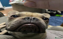French Bulldog dogs for sale: 4 year old French Bulldog - Image 4