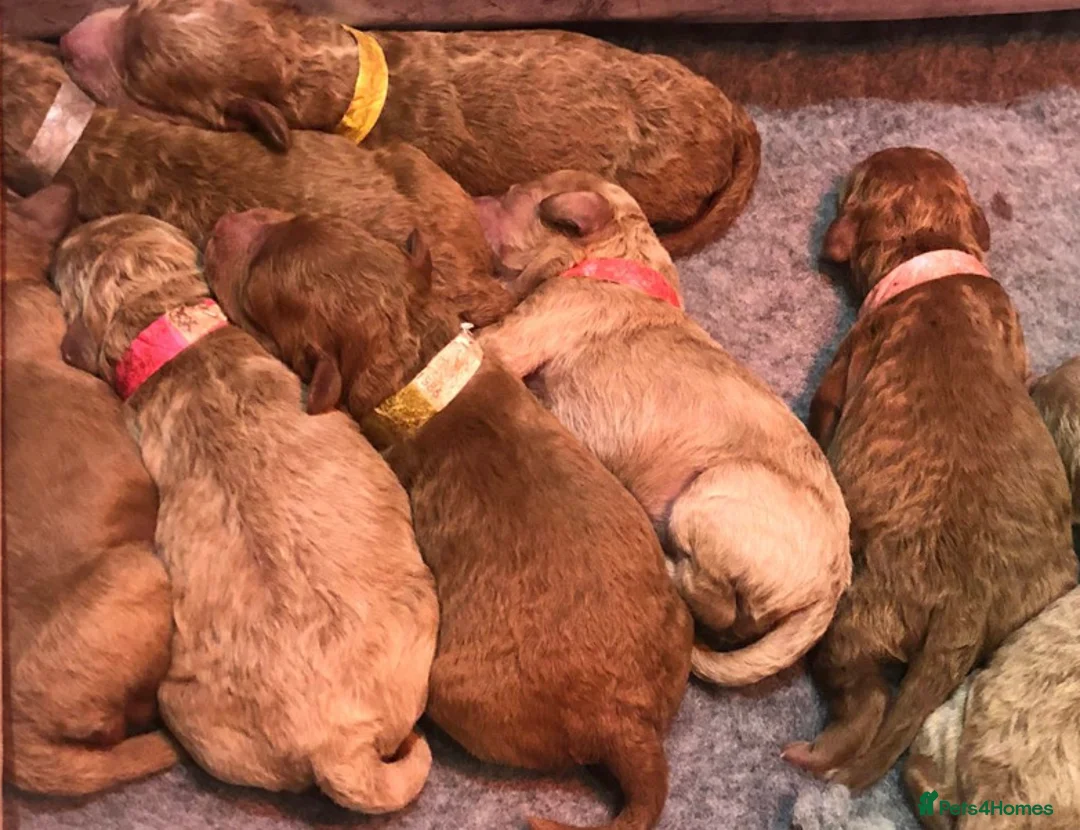 Goldendoodle dogs for stud: Goldendoodle Standard size (proven)  in Manchester - Advert 15