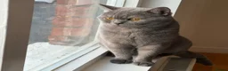 British Shorthair cats for sale: Gorgeous British Shorthair Male  2 Years Old -Goku in Oldham - Advert 3